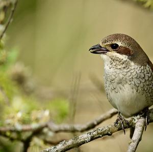 Red-backed Shrike