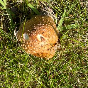 Fly Agaric