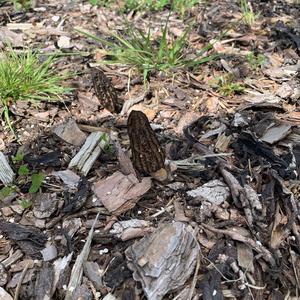 Black Morel