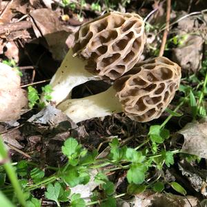 Yellow Morel