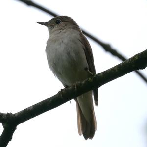 Common Nightingale