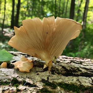 Oyster Mushroom