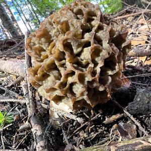 Yellow Morel