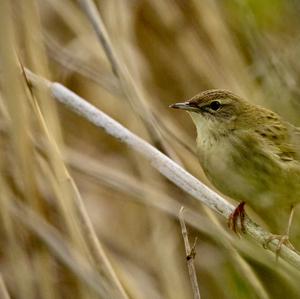 Common Grasshopper-warbler