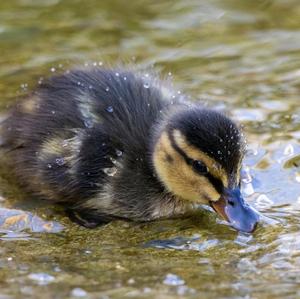 Mallard