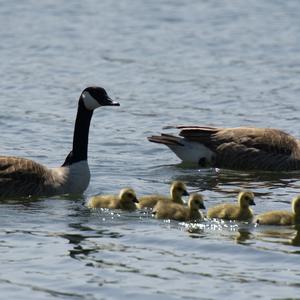 Canada Goose