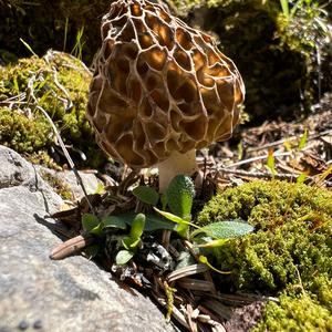 Yellow Morel