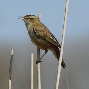 Sedge Warbler