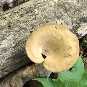 Black-footed Polypore