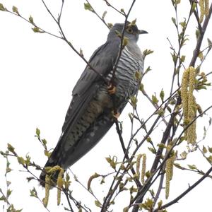 Common Cuckoo