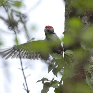 Middle Spotted Woodpecker