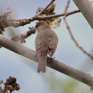 Blackcap