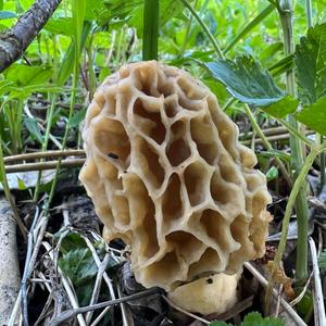 Yellow Morel