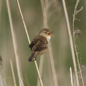 Eurasian Reed-warbler