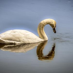 Höckerschwan