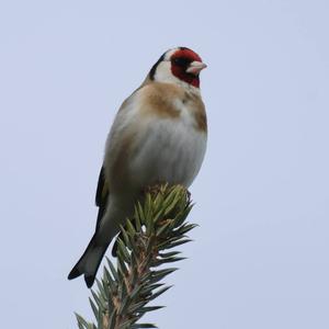 European Goldfinch