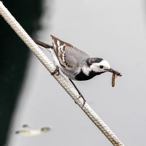 White Wagtail