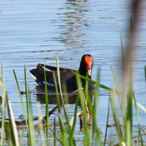 Common Moorhen