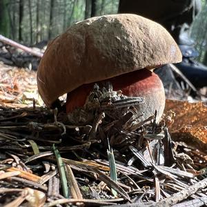 Dotted-stem Bolete