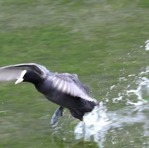 Common Coot