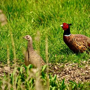 Common Pheasant