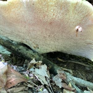 Black-footed Polypore