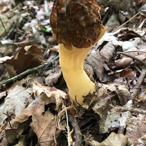 Yellow Morel