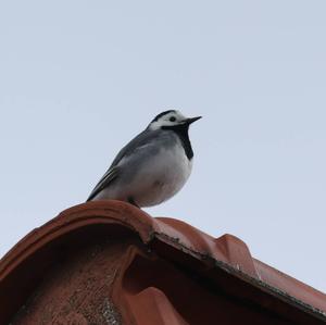 White Wagtail