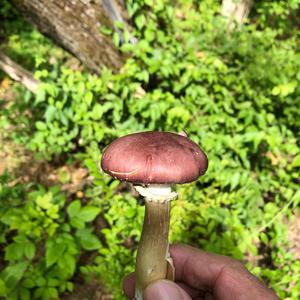 Wine-cap Stropharia