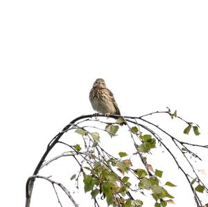 Tree Pipit