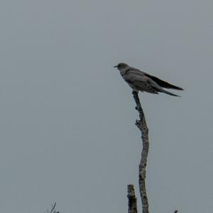 Common Cuckoo