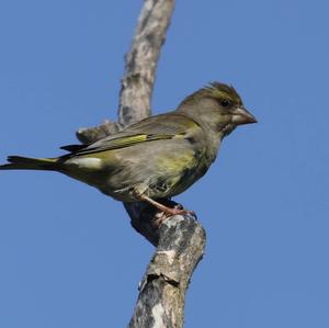 European Greenfinch