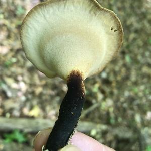 Black-footed Polypore