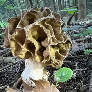 Yellow Morel