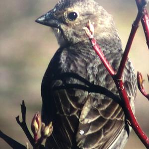 Brown-headed Cowbird