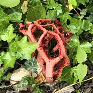 Red Cage Fungus