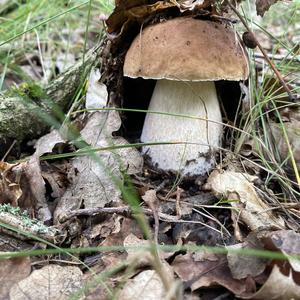 Summer Bolete