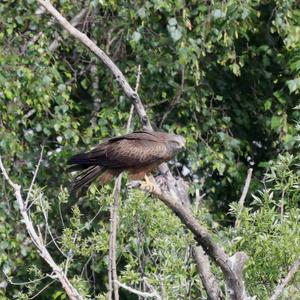 Black Kite