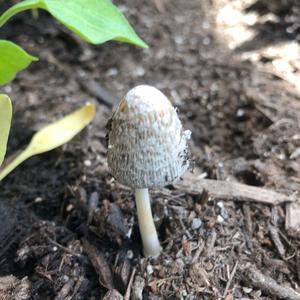 Unknown Species