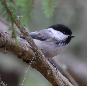 Willow Tit