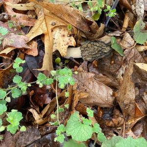 Black Morel