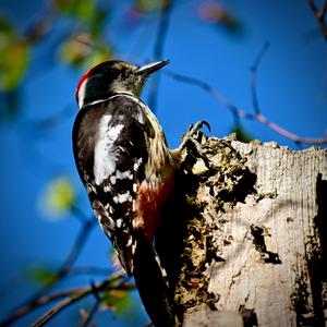 Middle Spotted Woodpecker