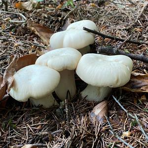 St George`s Mushroom