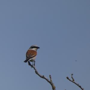 Red-backed Shrike