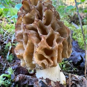 Yellow Morel