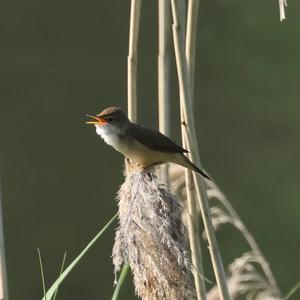 Eurasian Reed-warbler