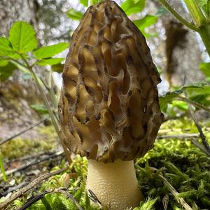 Black Morel