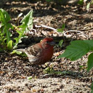 House Finch