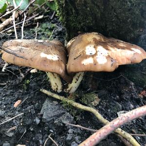 Fawn Mushroom