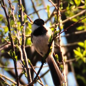 Black-capped Chickadee